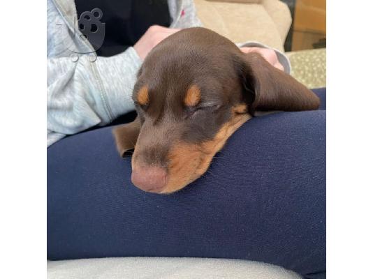 DACHSHUNDS